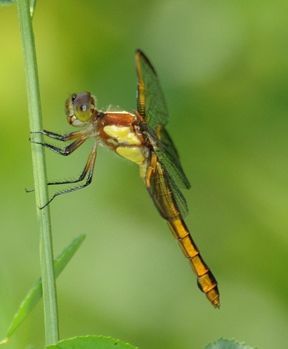 Female
2009_06_07_Floyd